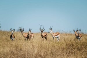 South African Safari Rally 2027, terza prova W2RC con due tappe in Botswana
