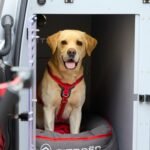 Citroën Pawlingo, concept basato sul Berlingo Van per il trasporto professionale dei cani