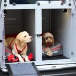 Citroën Pawlingo, concept basato sul Berlingo Van per il trasporto professionale dei cani