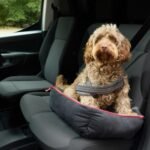 Citroën Pawlingo, concept basato sul Berlingo Van per il trasporto professionale dei cani